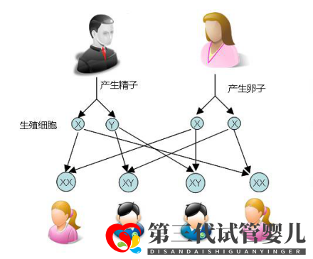 试管婴儿可以做双胞胎选性别吗?(图1) 试管婴儿可以做双胞胎选性别吗?(图1)