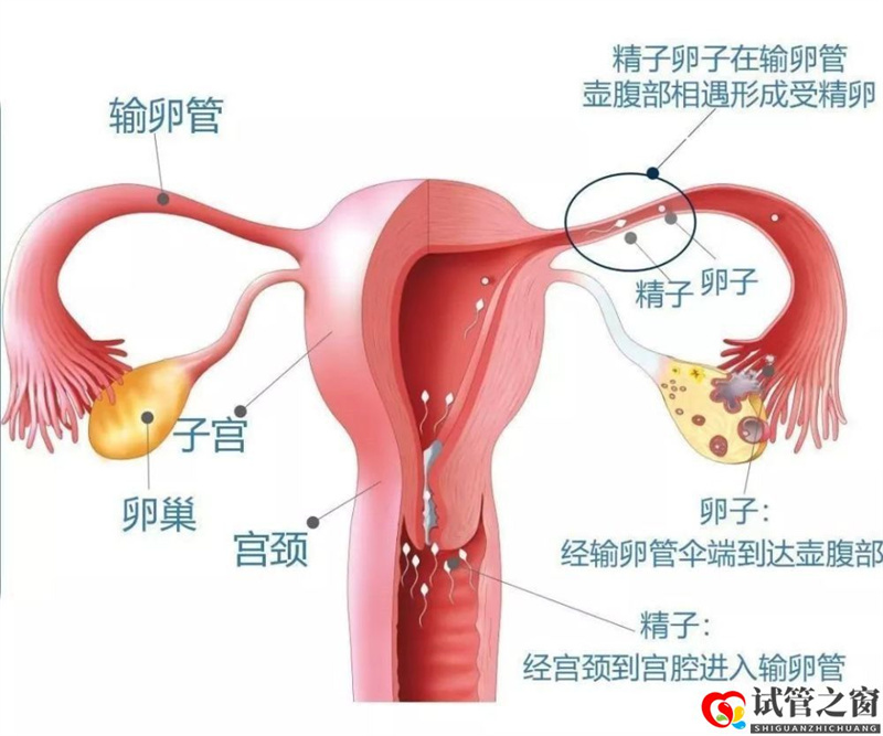 做试管婴儿前,必须知道的6个真相(图1) 做试管婴儿前,必须知道的6个真相(图1)