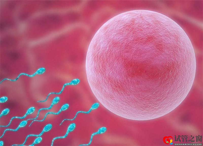 试管婴儿的成功率是多少(图1) 试管婴儿的成功率是多少(图1)