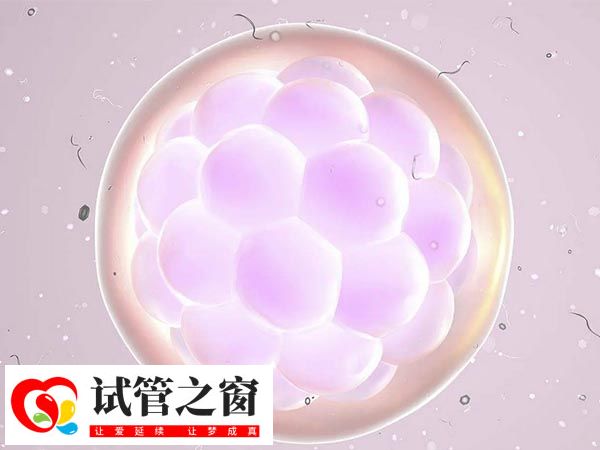 三天卵裂期胚胎细胞数量为6-10个
