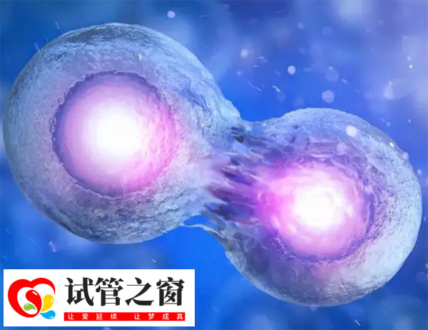囊胚的发育阶段有6个时期