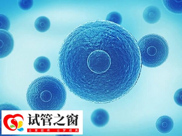 4bb囊胚已经具备了较好的发育潜力